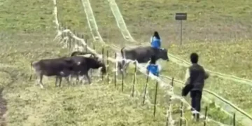 VIDEO; Niña muere tras ser pateada por una vaca