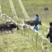 VIDEO; Niña muere tras ser pateada por una vaca