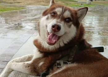 Lucas el primer perrito en tener pensión alimenticia