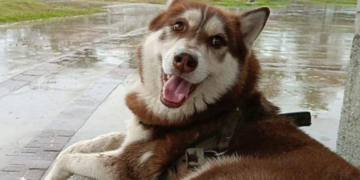 Lucas el primer perrito en tener pensión alimenticia