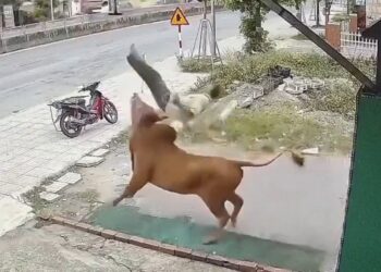 VIDEO: Hombre es embestido por su propio toro