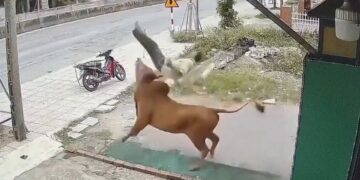 VIDEO: Hombre es embestido por su propio toro