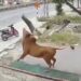 VIDEO: Hombre es embestido por su propio toro