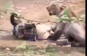 VIDEO: Hombre sobrevive al ataque de una leona