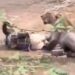 VIDEO: Hombre sobrevive al ataque de una leona