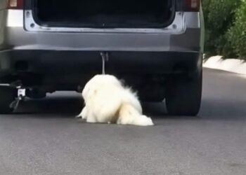 VIDEO: Indignante; arrastra a un perrito con su carro hasta dejarlo herido