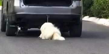 VIDEO: Indignante; arrastra a un perrito con su carro hasta dejarlo herido