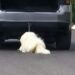 VIDEO: Indignante; arrastra a un perrito con su carro hasta dejarlo herido