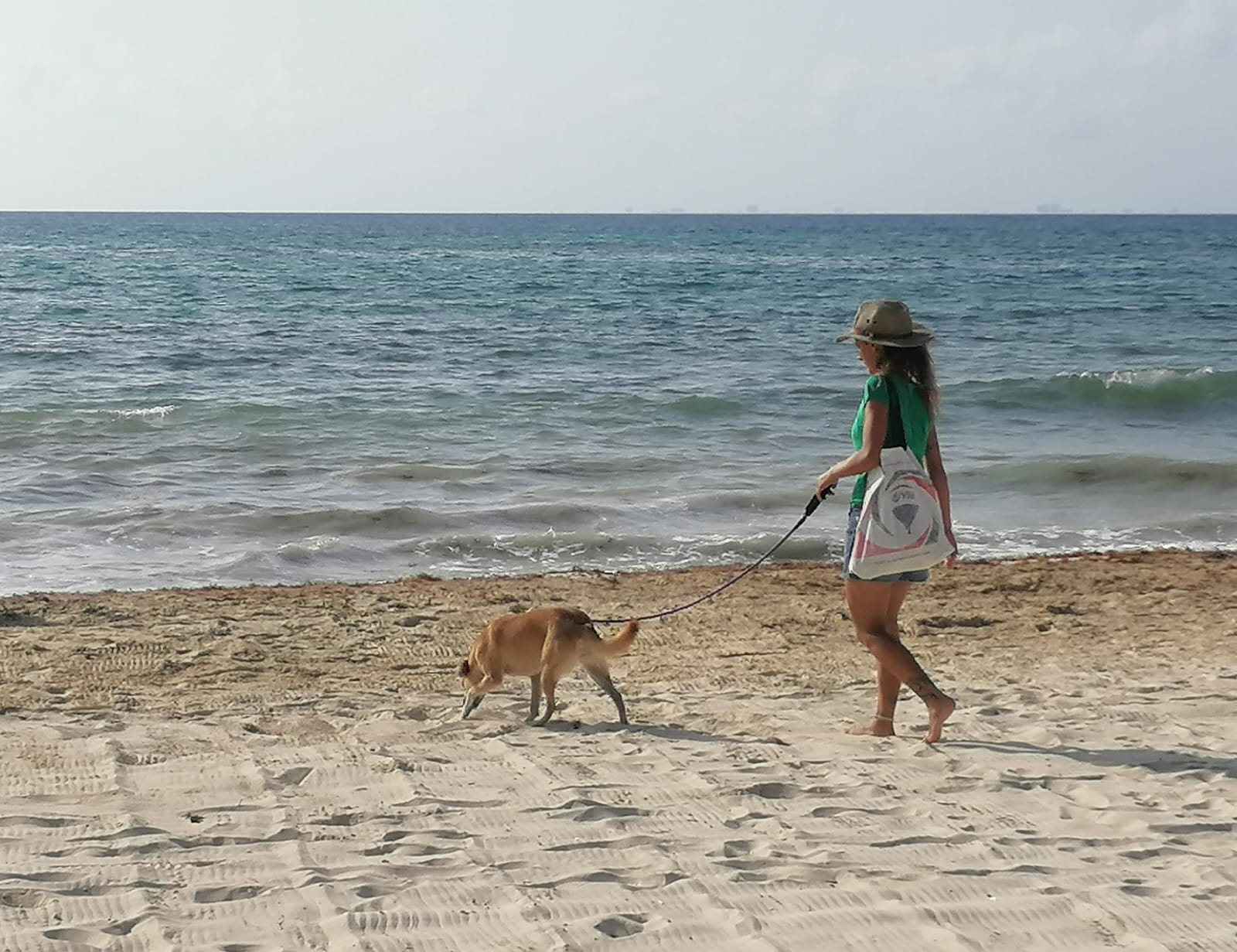 Proyecto de Ley General amenaza protección animal en Quintana Roo