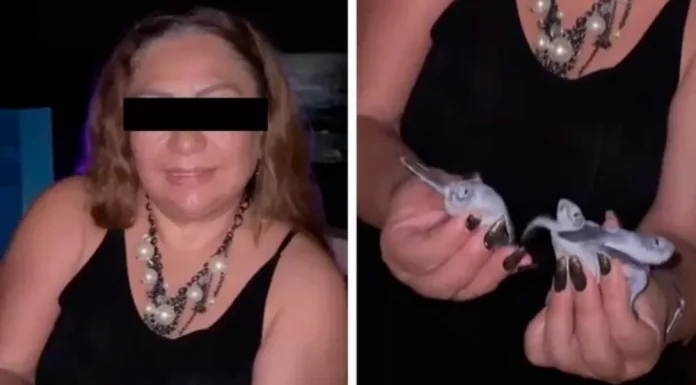 Investigan manipulación de crías de tortuga en Cancún
