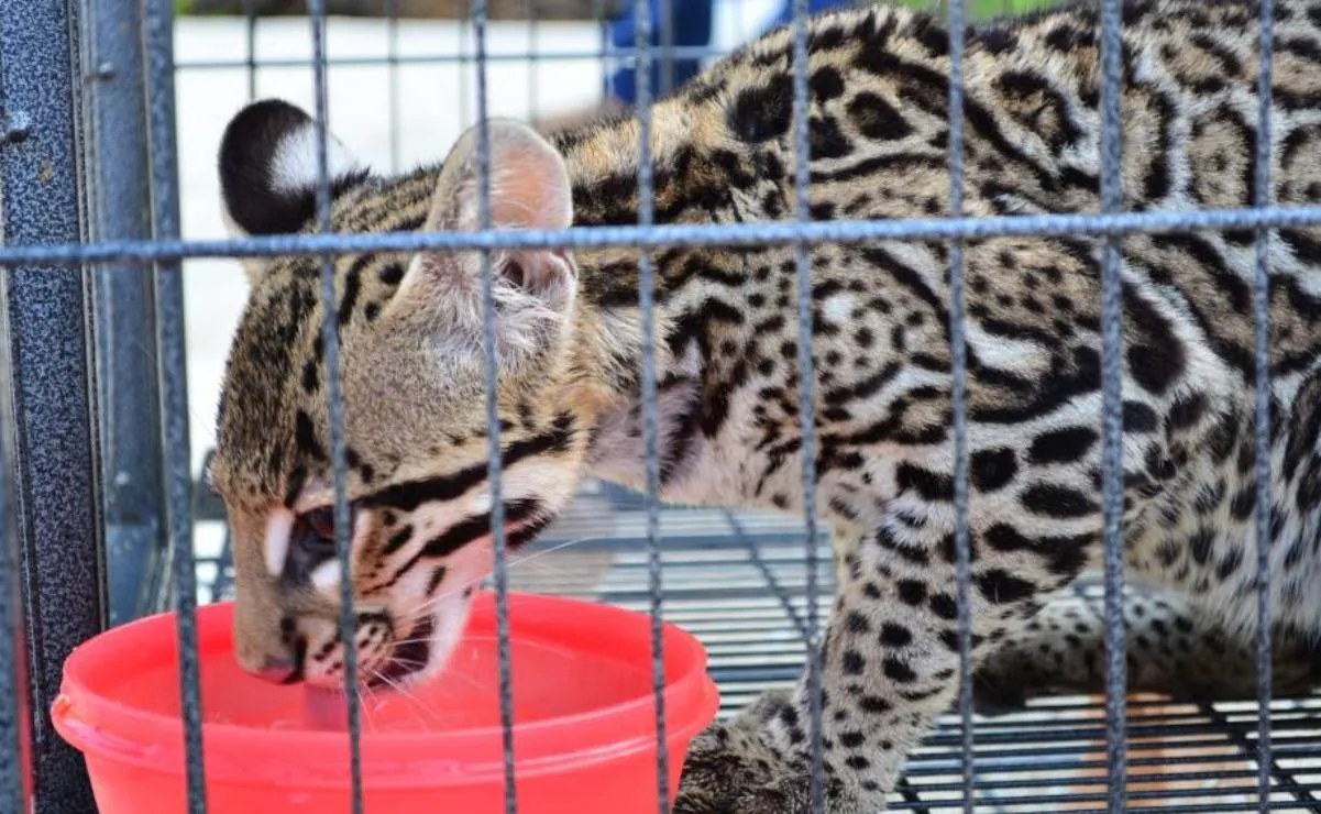 PT propone prohibir fauna silvestre como mascotas en México