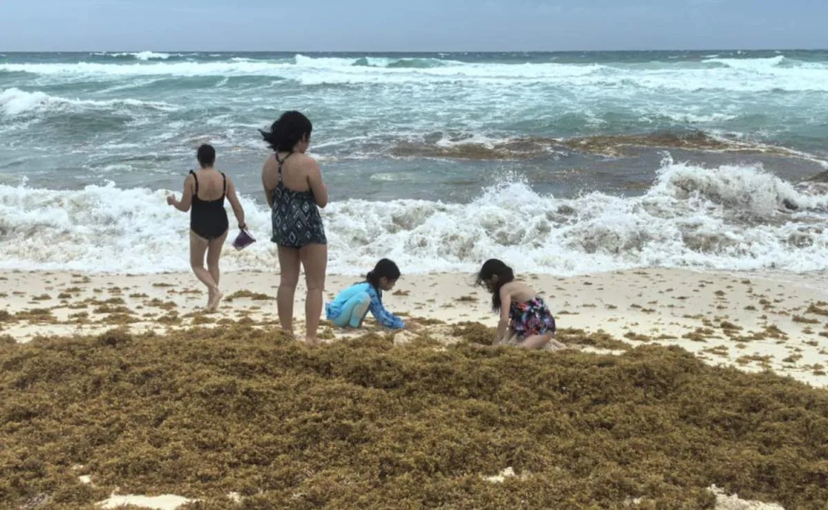 Sargazo en Quintana Roo supera 90 mil toneladas diarias