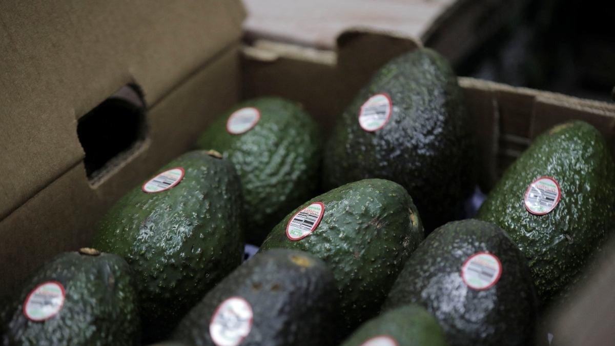 Suspensión de exportaciones de aguacate revela inseguridad estructural