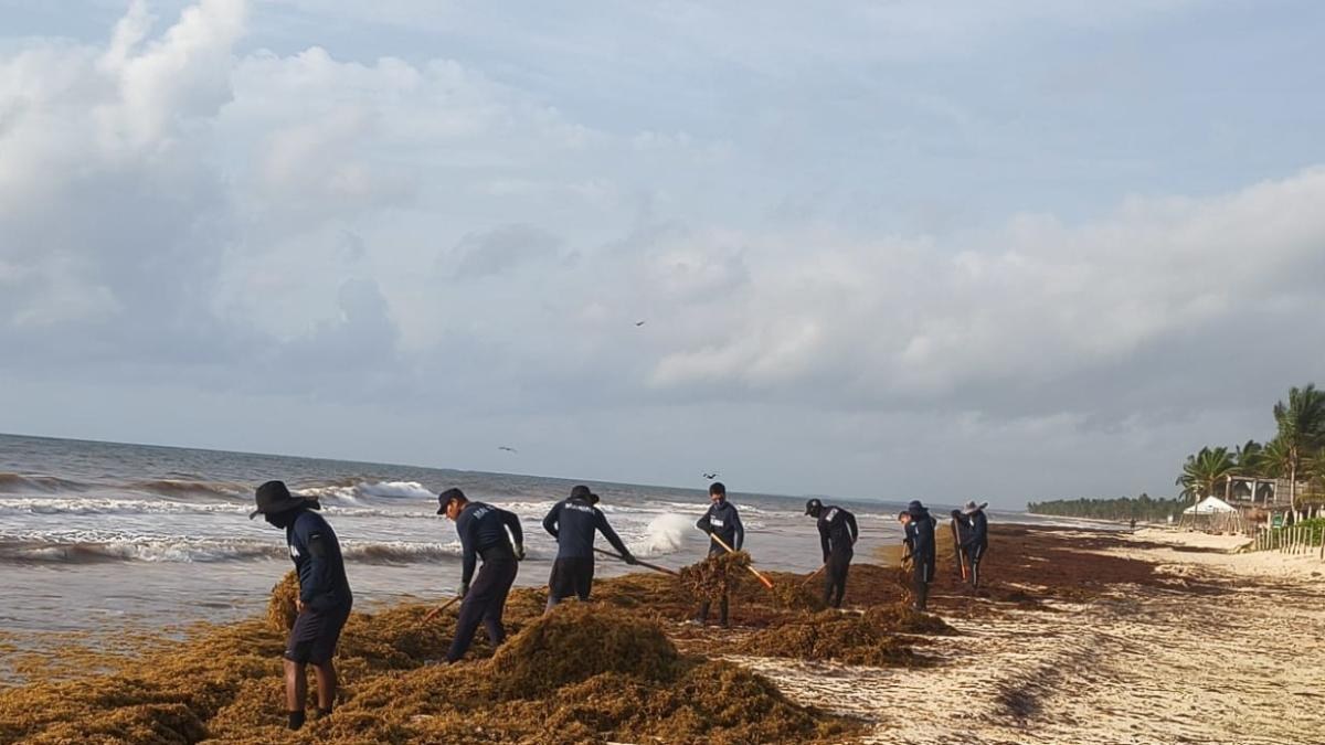 Japón apoyará a México contra sargazo en costas Caribe