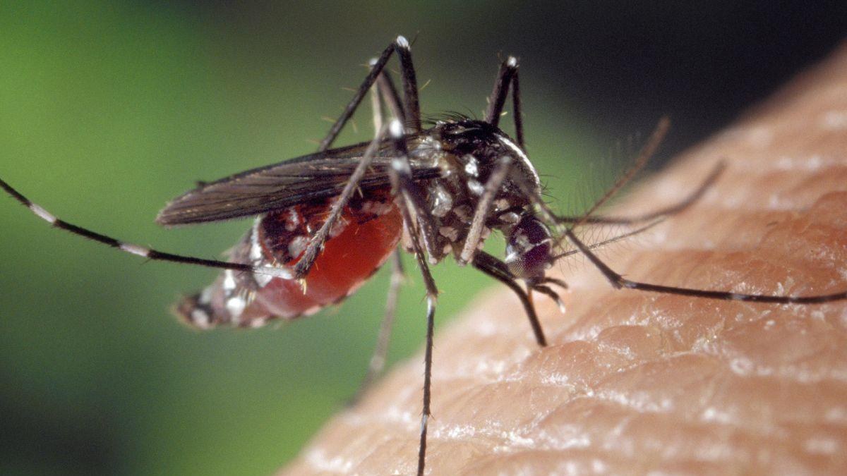 Nueva York reporta primer caso humano de virus del Nilo Occidental