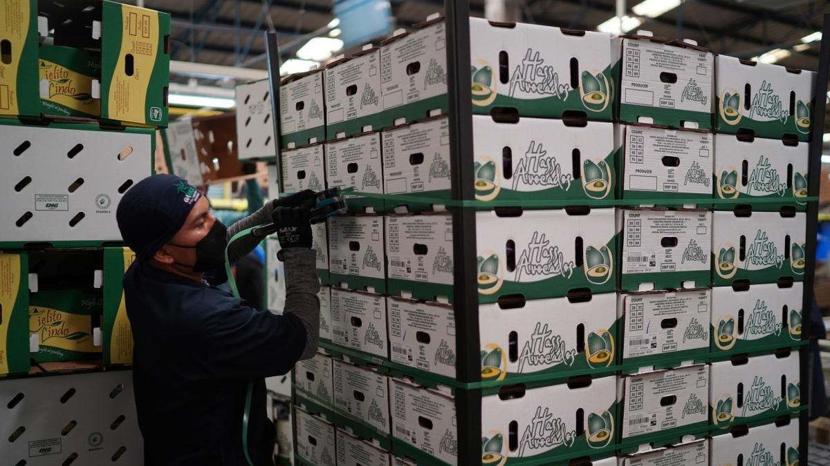 Estados Unidos suspende importaciones de aguacate de Michoacán