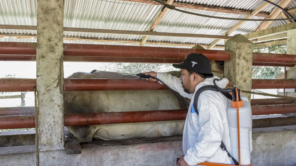 Casos de gusano barrenador afectan a 25 estados en México
