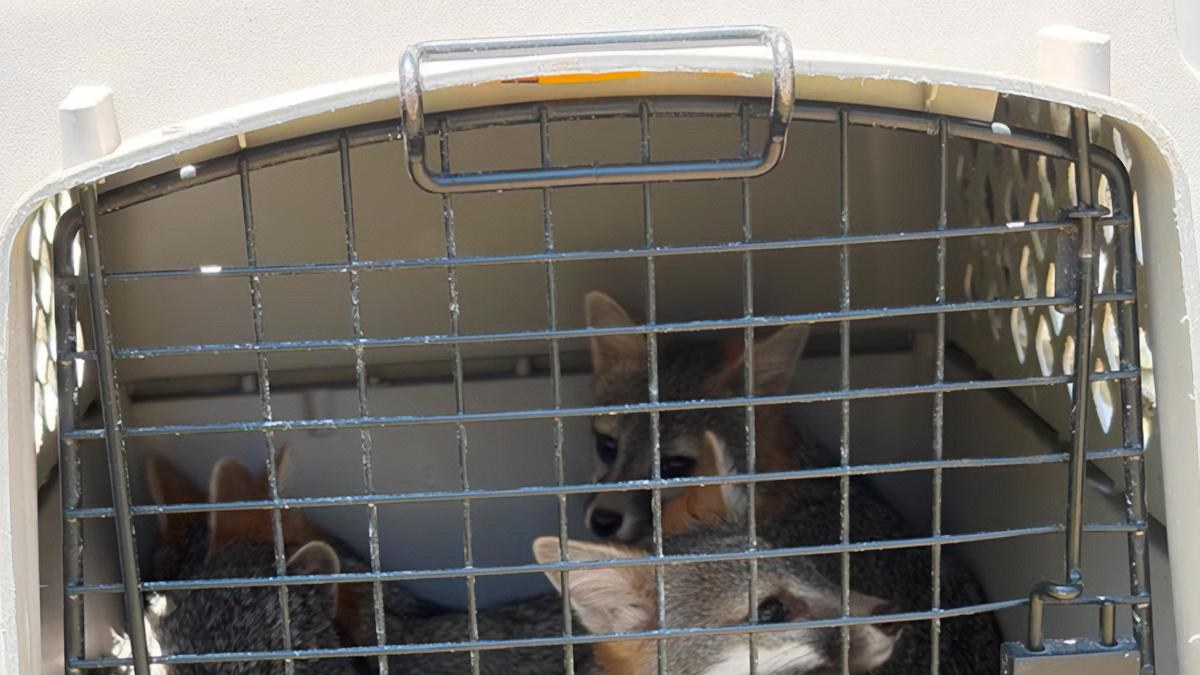 Liberan 18 ejemplares de vida silvestre en Puebla