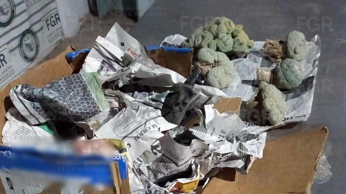 Incautan peyote en paquetería de Sonora rumbo a Rosarito