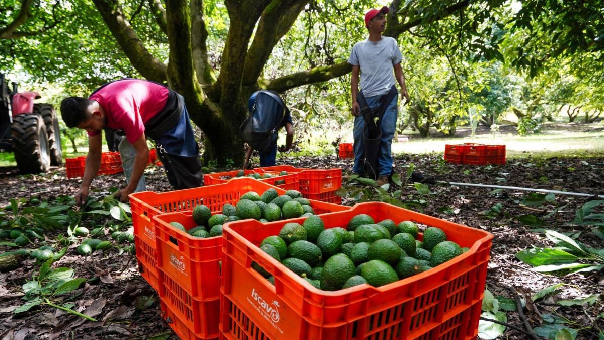 México busca reactivar exportaciones de aguacate con EU
