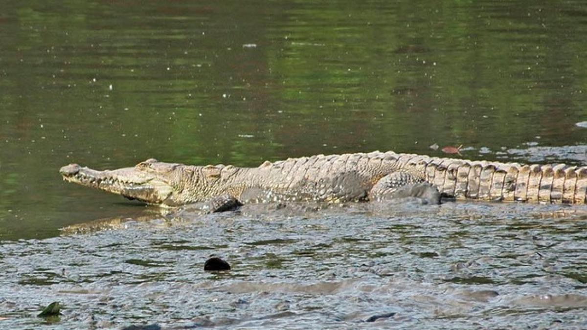 Alerta por 11 cocodrilos muertos en Puerto Vallarta