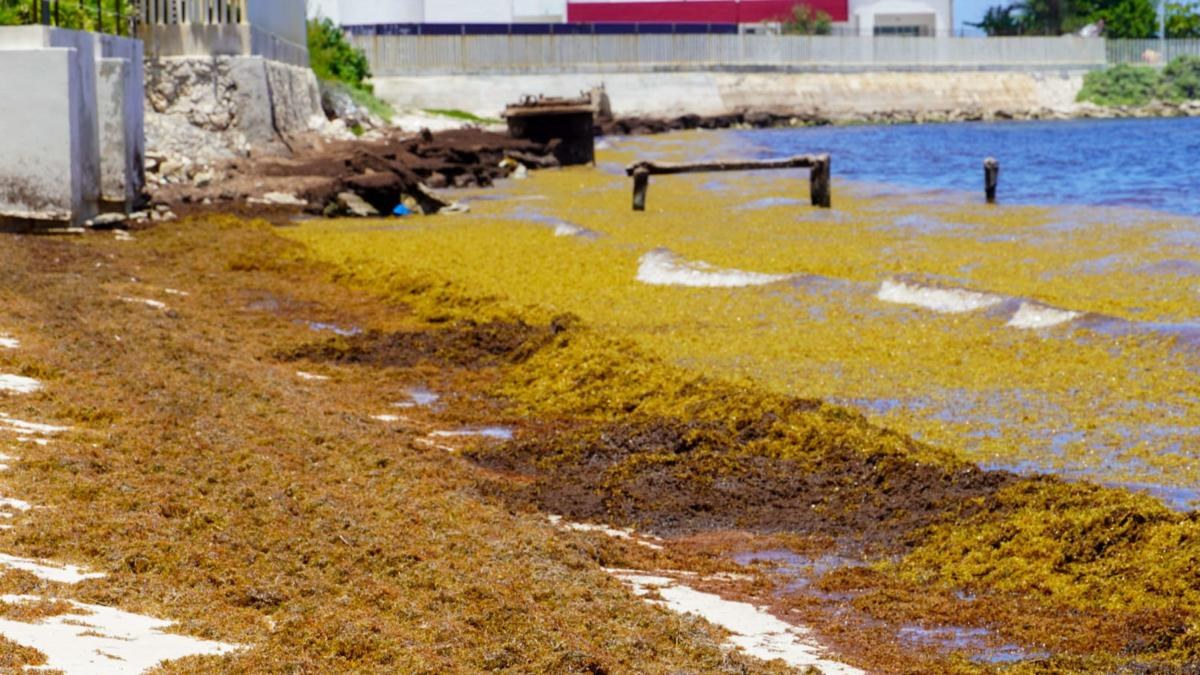 Sargazo en Quintana Roo supera récord con 104 mil toneladas