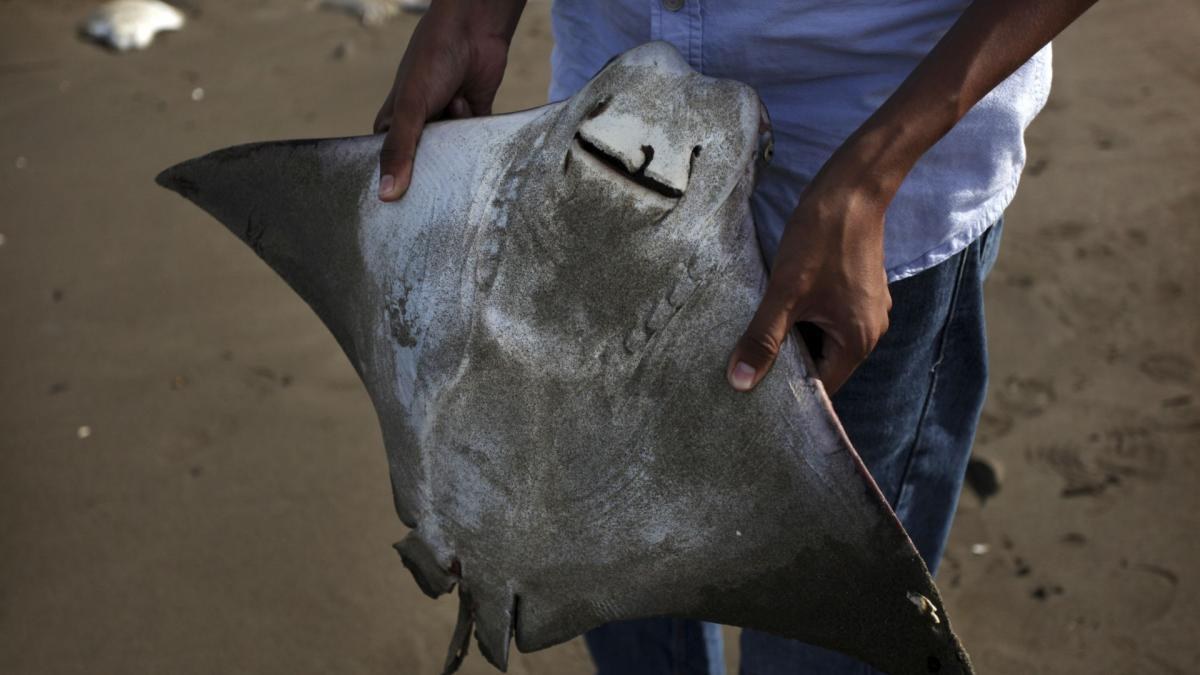 Aumentan picaduras de mantarraya en playas mexicanas