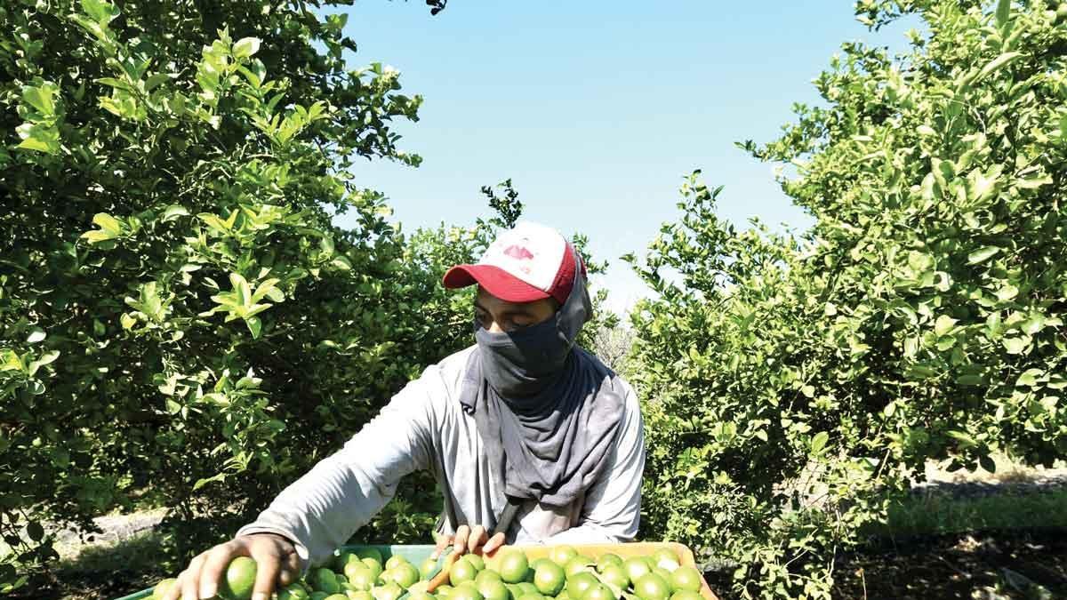 Ataque a limoneros en Michoacán deja bebé sin vida