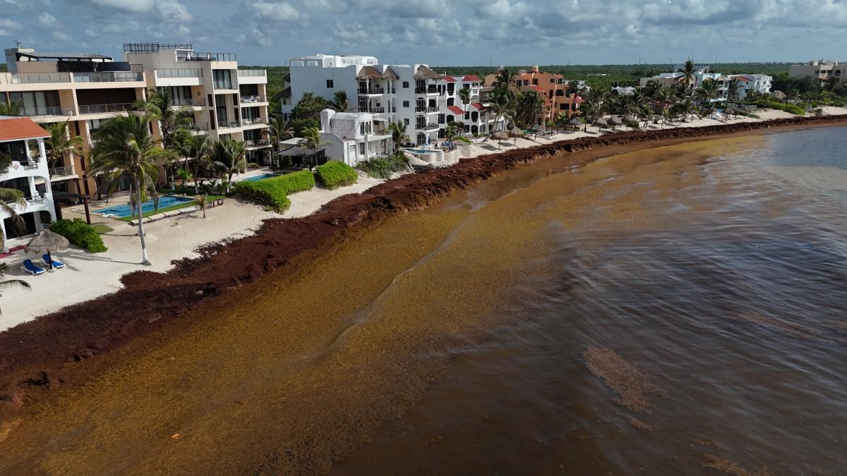 Sargazo en descomposición afecta salud en Caribe Mexicano