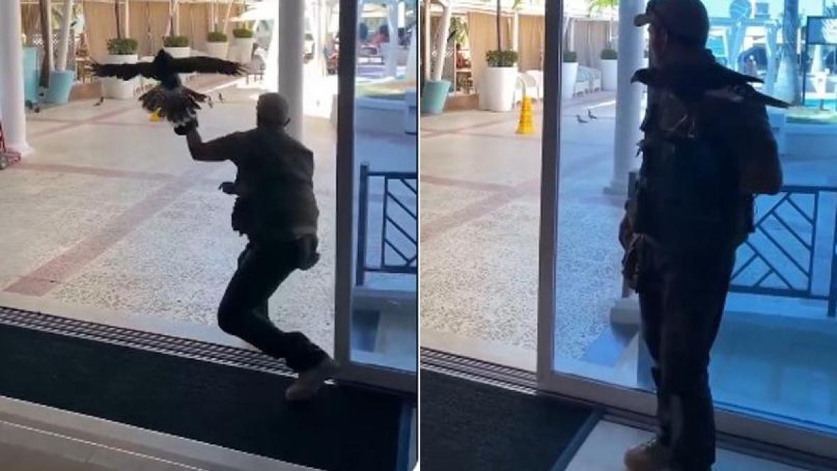 Hoteles usan halcones para ahuyentar aves en Riviera Maya