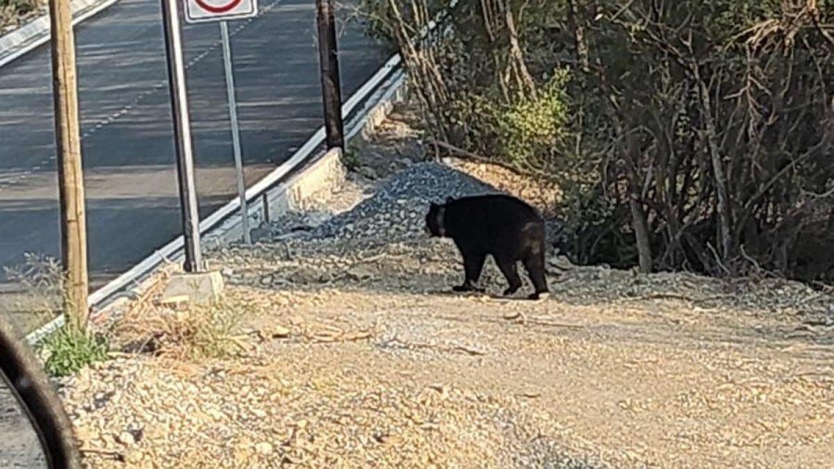 Oso negro sorprende en colonia Soria Privada Monterrey