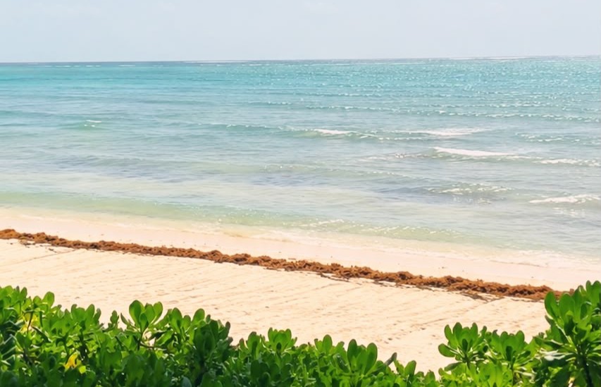 Disminuye arribo de sargazo en playas de Tulum y Akumal