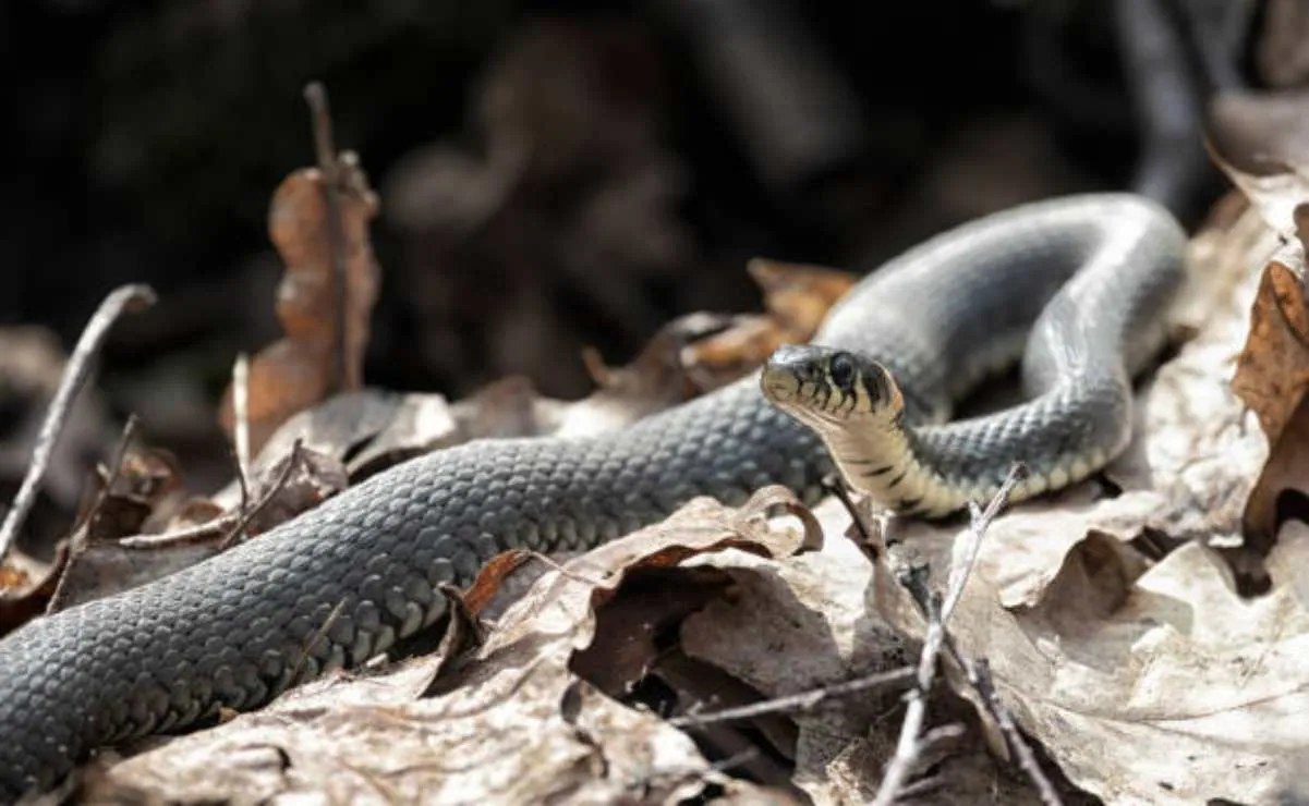 Tres estudiantes mueren por ataque de serpiente en India