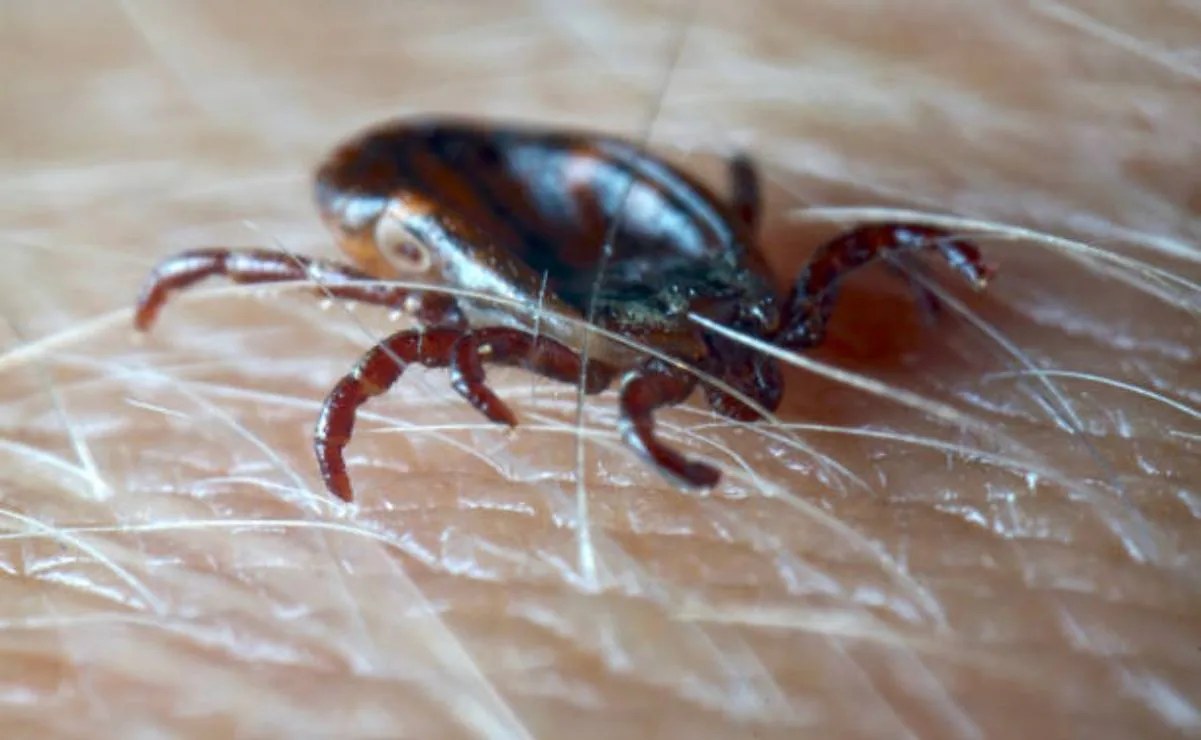 Confirman virus Bourbon transmitido por garrapatas en Nueva York