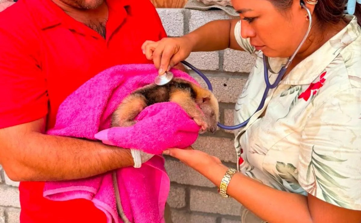 Rescatan cría de oso hormiguero en Oaxaca