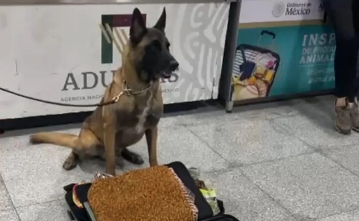 Max IV detecta 245 kg de metanfetamina en AICM