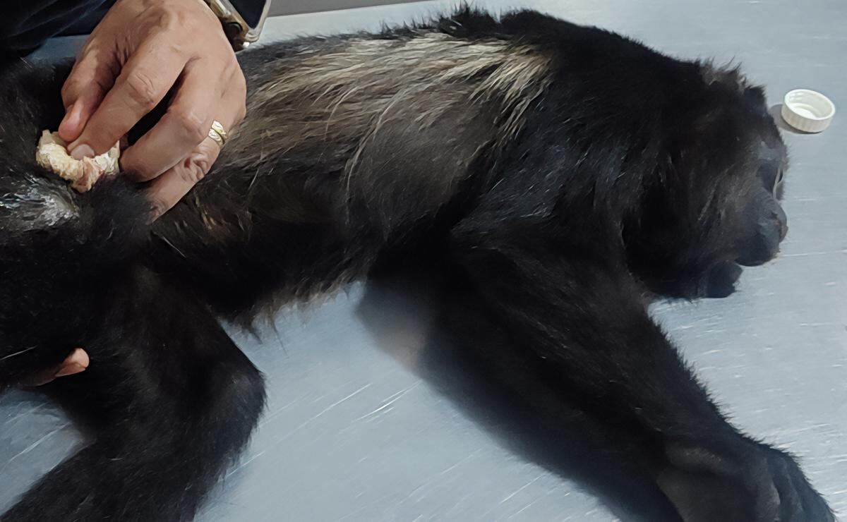 Profepa rescata mono aullador en Chiapas con desnutrición