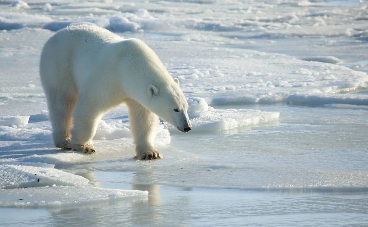 Turista multado en Noruega por despertar oso polar