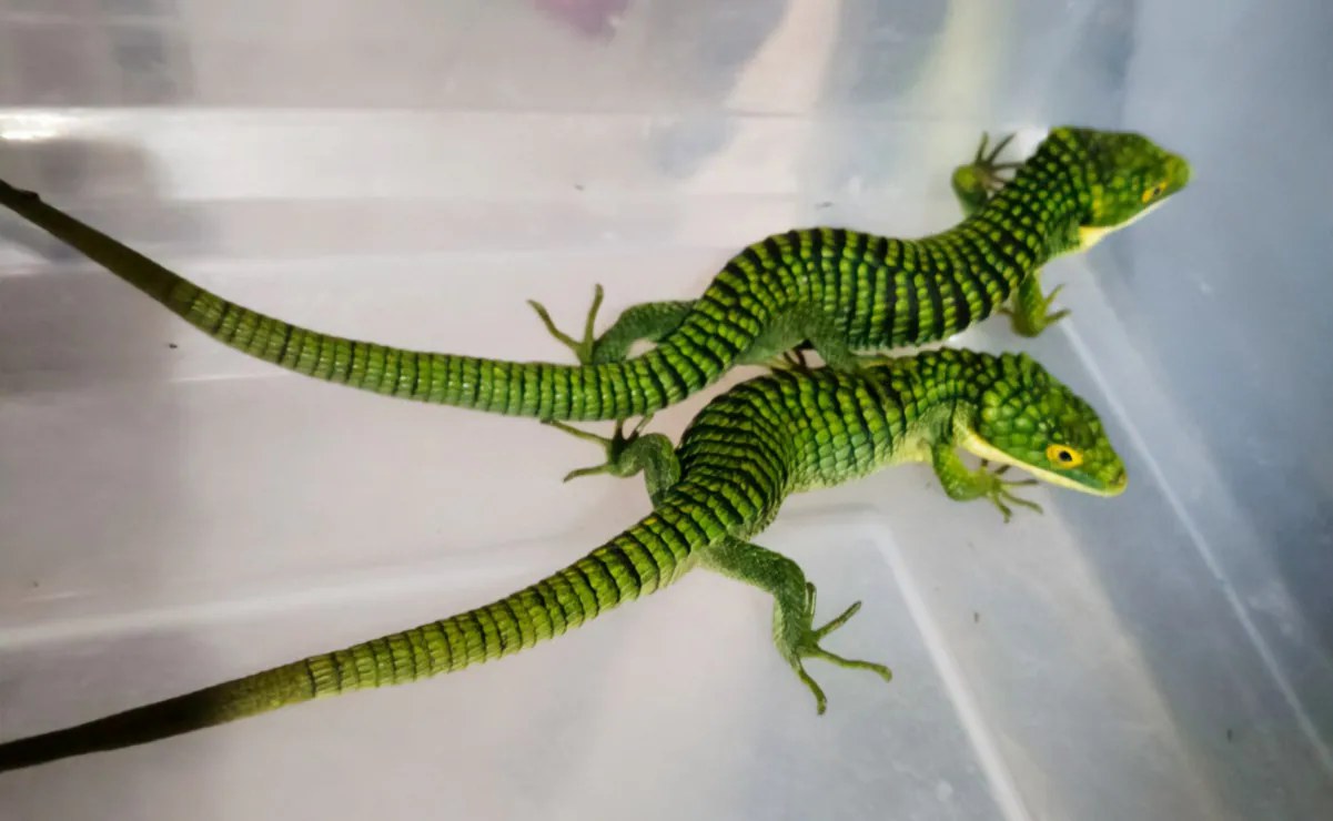 Profepa rescata 13 dragones mexicanos en paquetería CDMX