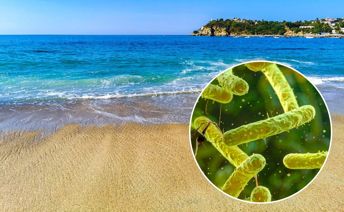 Siete muertes por bacteria carnívora en Luisiana y Florida