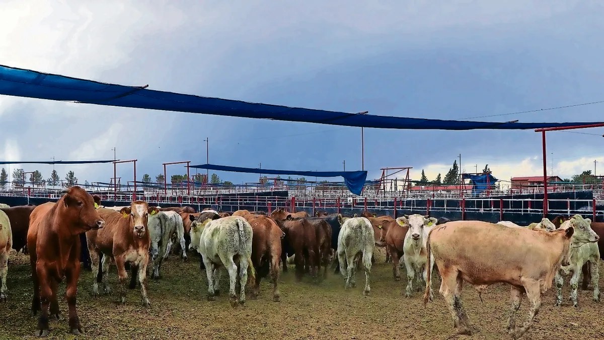Sonora reanuda exportación de ganado a EU con restricciones