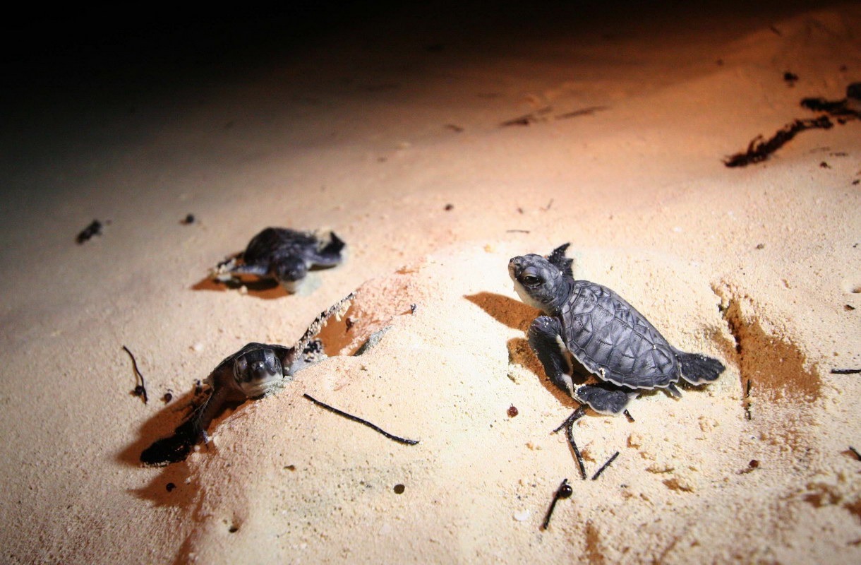 Arribo de tortugas en Playa del Carmen supera expectativas