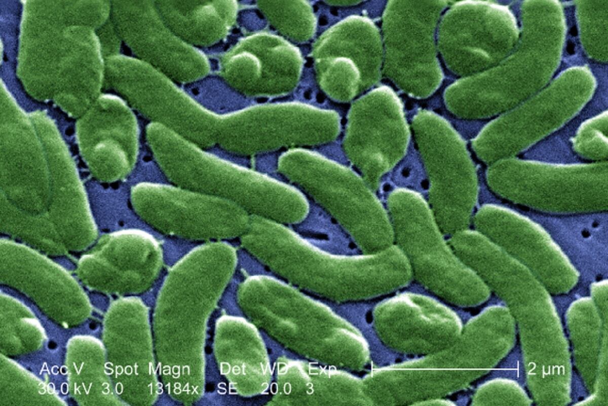 Detectan bacteria carnívora en aguas costeras de EU