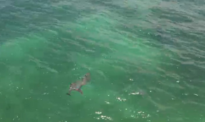 Dron capta pareja de delfines en Playa del Carmen