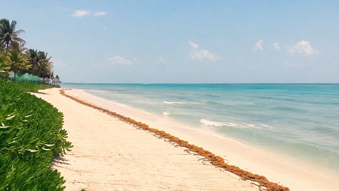 Disminuye arribo de sargazo en playas de Tulum y Akumal
