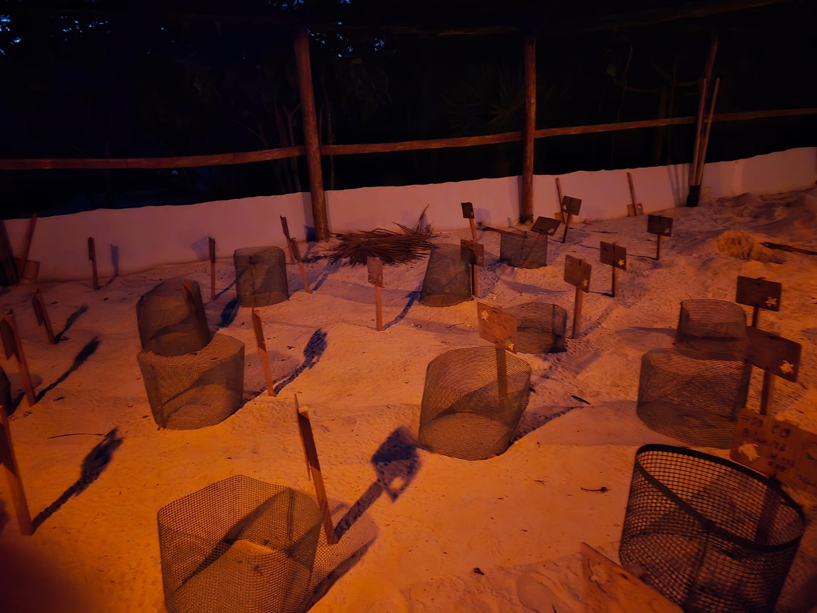 Arribo de tortugas en Playa del Carmen supera expectativas