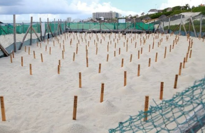 Más de un millón de huevos de tortuga protegidos en Cancún