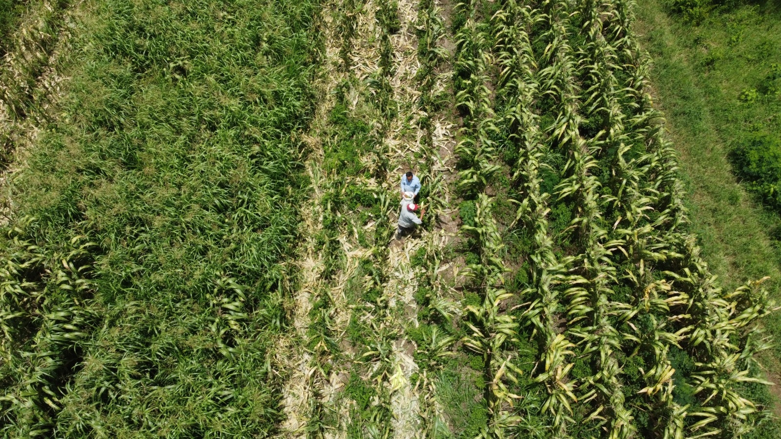 Quintana Roo crece 26.7% en sector agropecuario en 2026