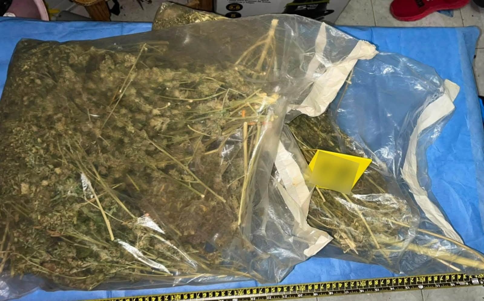 Siete detenidos por red de narcoinvernaderos en Quintana Roo