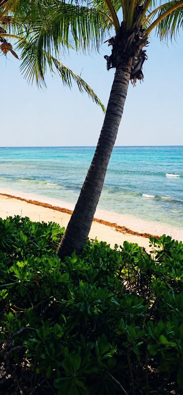 Disminuye arribo de sargazo en playas de Tulum y Akumal